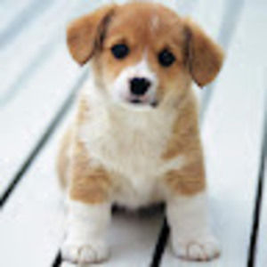 Meet your Posher, Evan